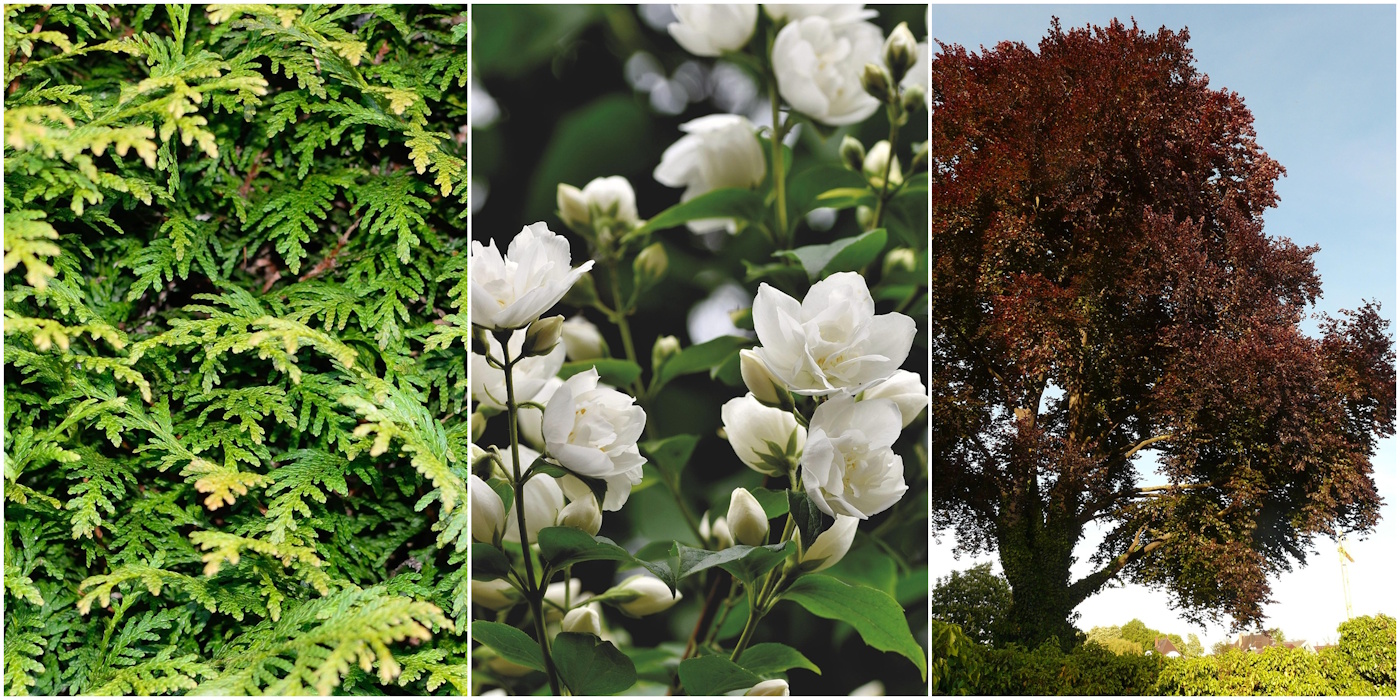 thuja shop Thuja Discount Packs – Thuja Gardens main image 0