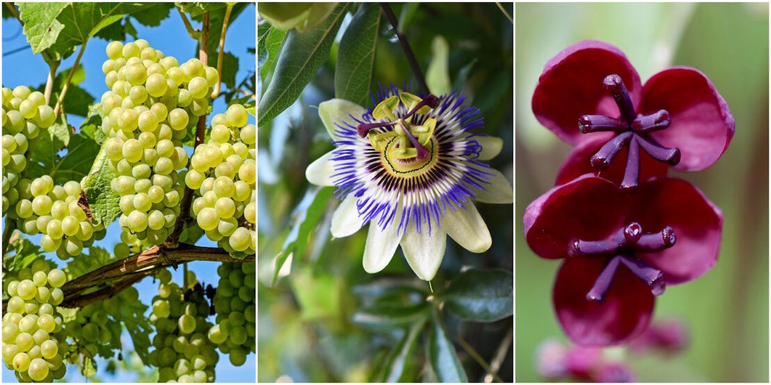 Das Foto zeigt eine Weinrebe, eine blaue Passionsblume und eine Akebie