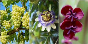 Das Foto zeigt eine Weinrebe, eine blaue Passionsblume und eine Akebie