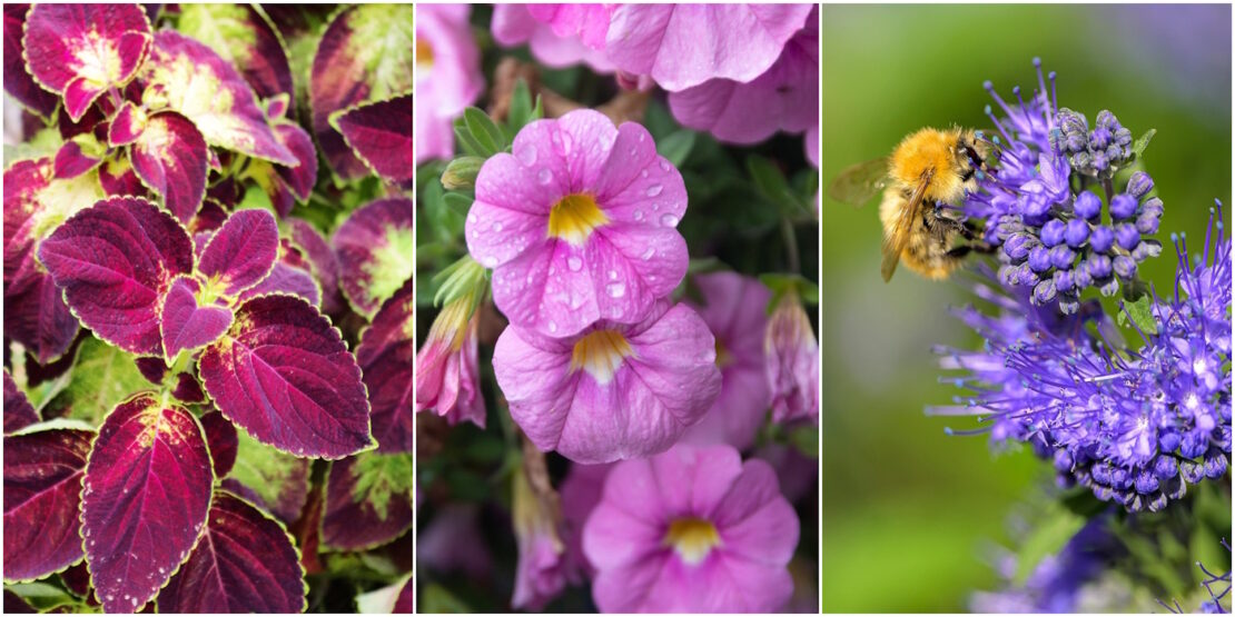 Das Foto zeigt eine Buntnessel, eine Petunie und eine Bartblume
