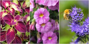 Das Foto zeigt eine Buntnessel, eine Petunie und eine Bartblume