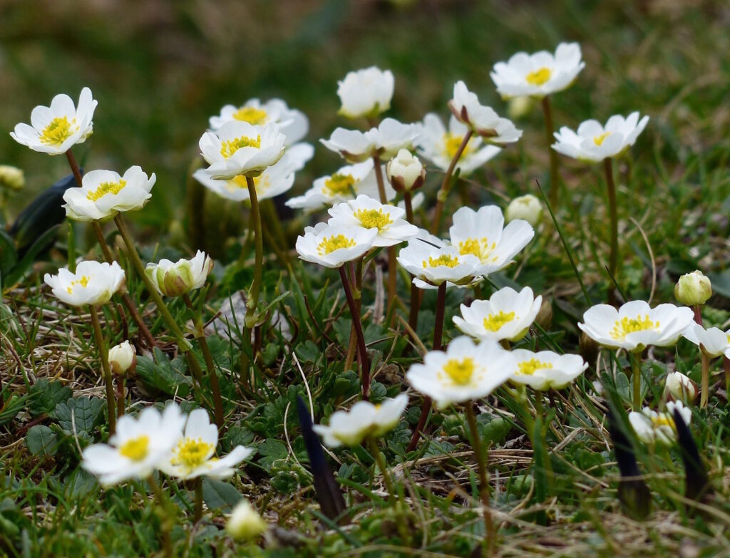 Das Foto zeigt die weißen Blüten vom Silberwurz