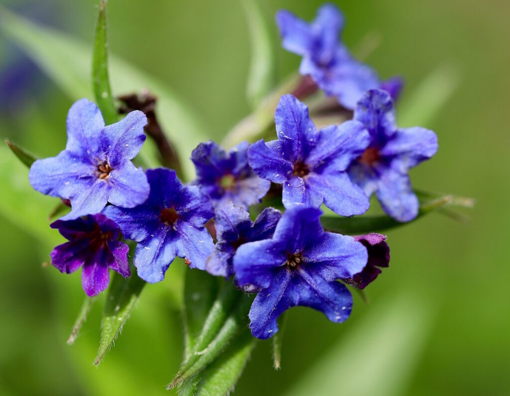 Das Foto zeigt die blauen Blüten der Steinsame