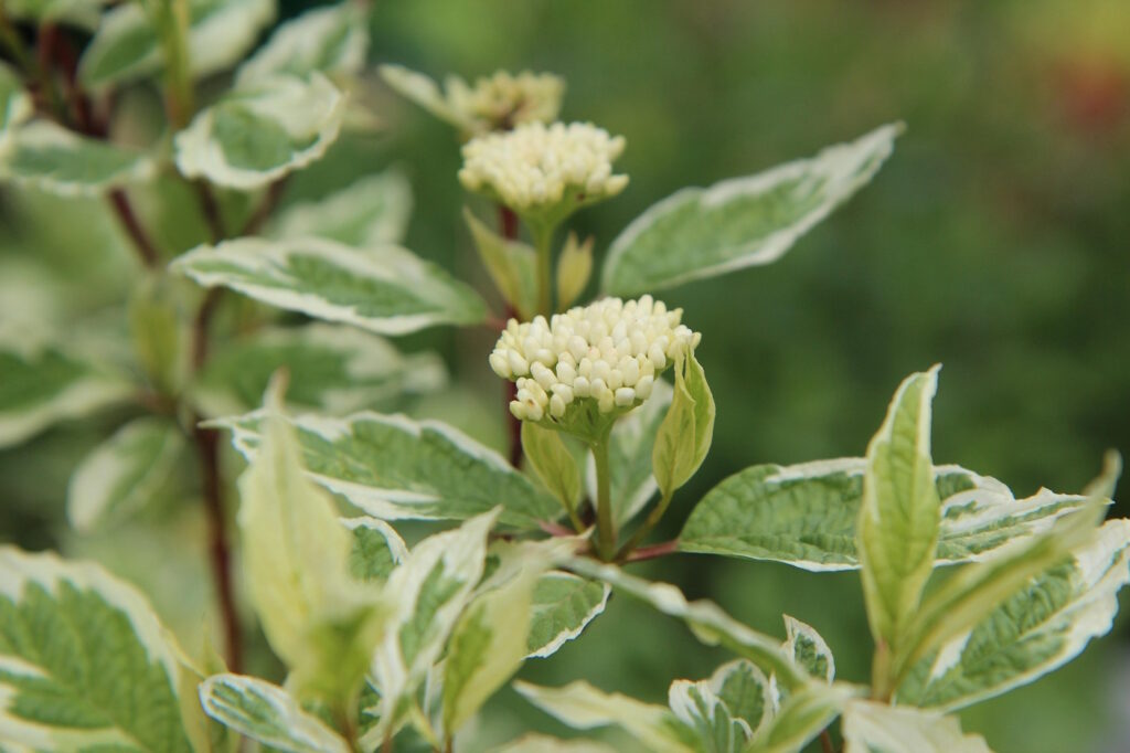 Das Foto zeigt die Blüten des Tartarischen Hartriegels