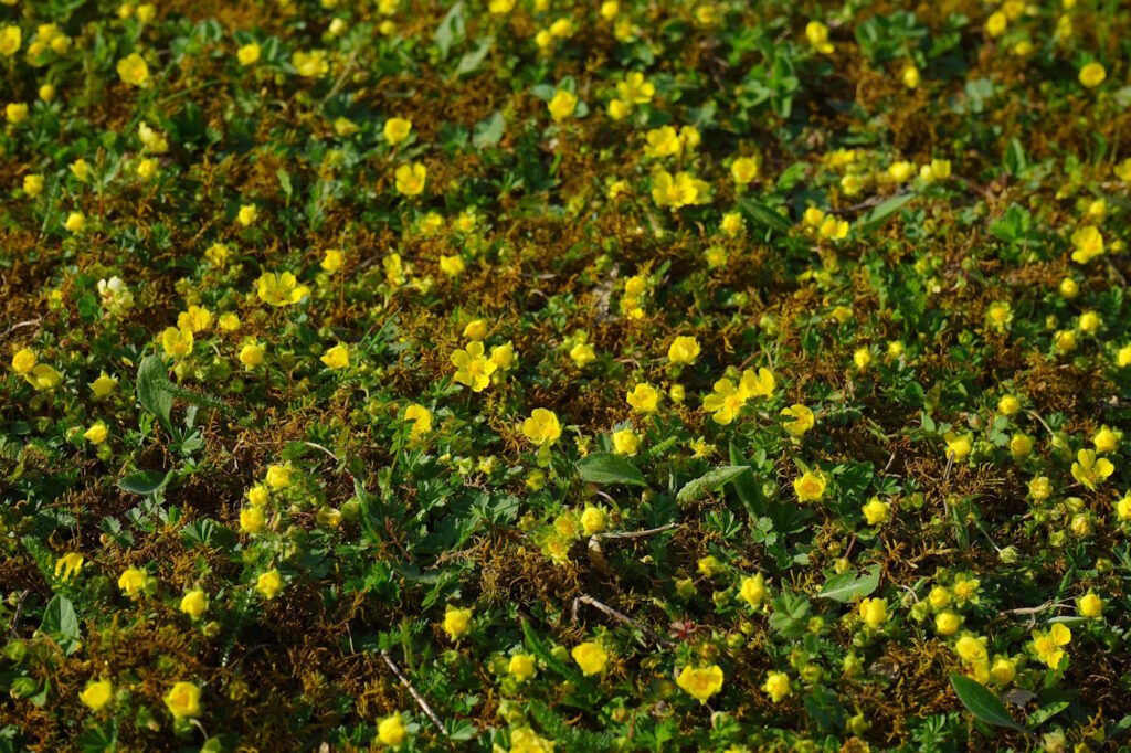 Das Foto zeigt die goldgelbe Teppich-Golderdbeere