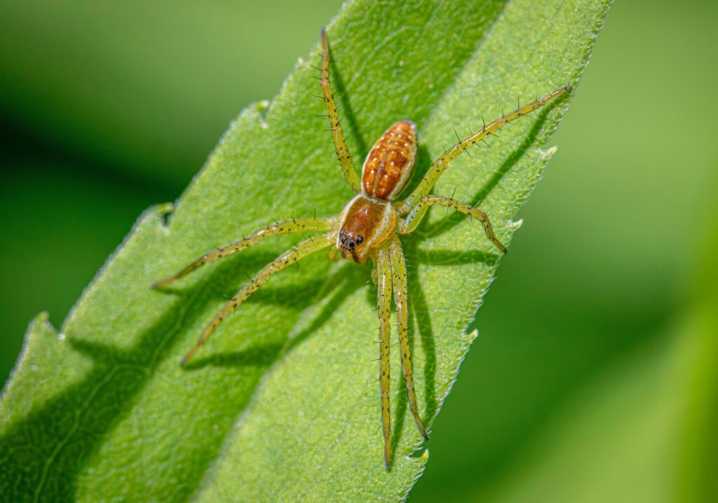 Das Foto zeigt eine Wasserspinne