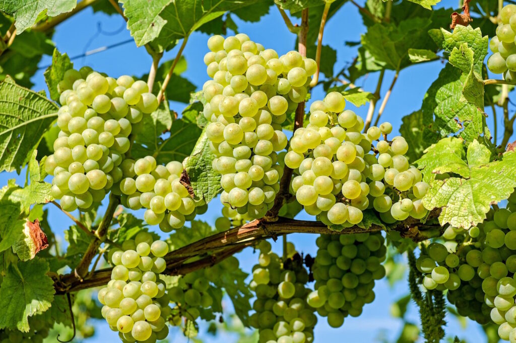 Das Foto zeigt eine Weinrebe mit grünen Trauben