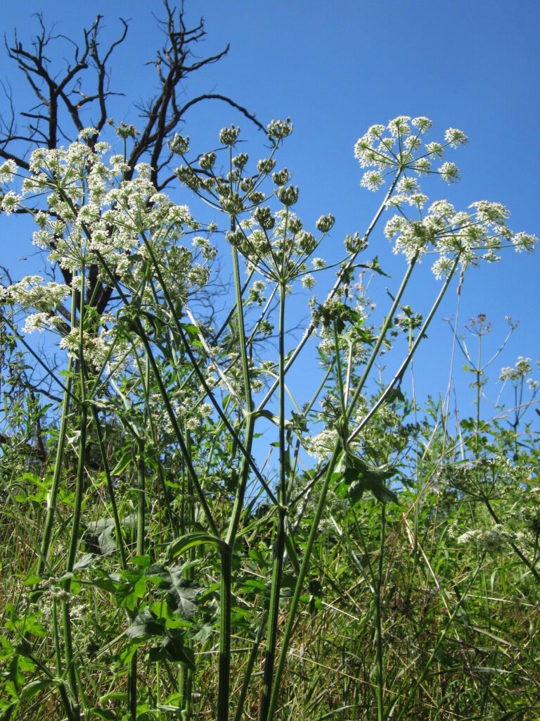 Das Foto zeigt eine große Staude des Wiesenbärenklaus