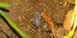 Das Foto zeigt eine Assel in der Erde
