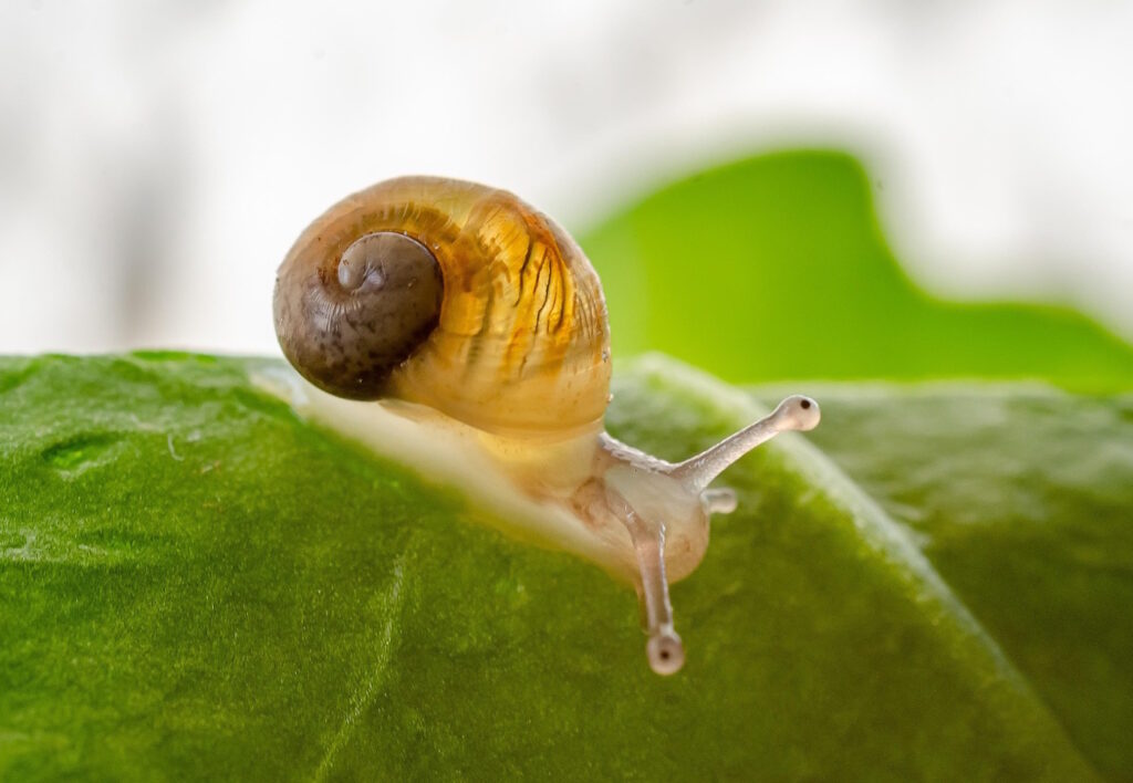 Das Foto zeigt eine Baby Schnecke