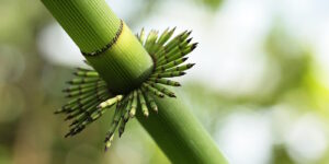 Das Foto zeigt eine Bambuspflanze