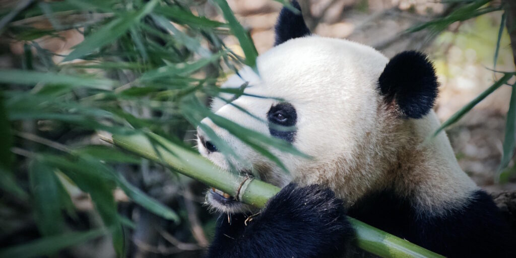 Das Foto zeigt einen Pandabär der Bambus frisst