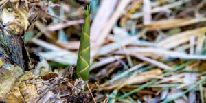 Das Foto zeigt eine neu wachsende Bambuspflanze