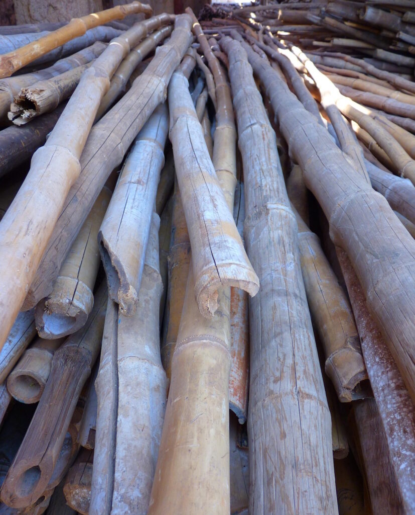 Das Foto zeigt Bambusrohr