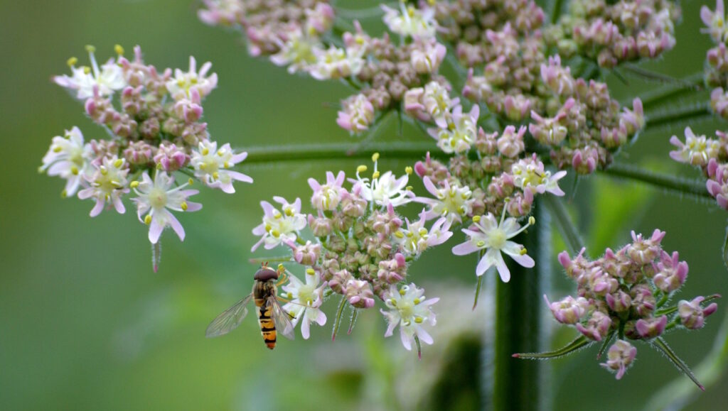 Das Foto zeigt die weißen Blüten vom Wiesenbärenklau