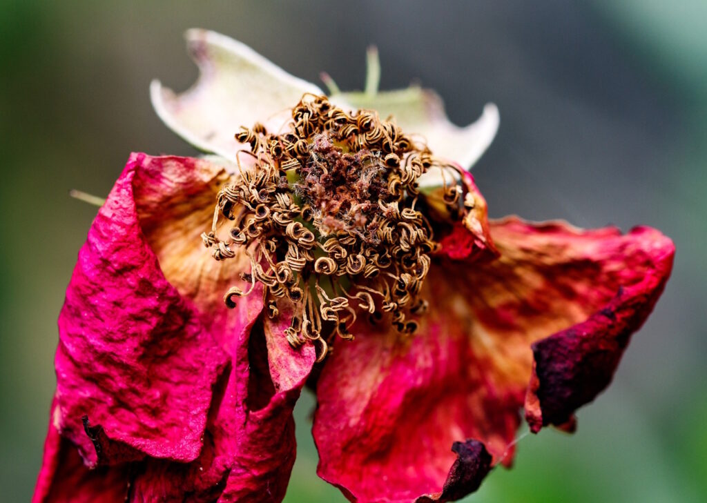 Das Foto zeigt eine verwelkte Blumenblüte
