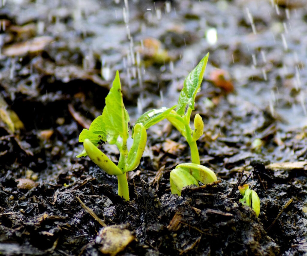 Das Foto zeigt, wie Regentropfen auf kleine Pflanzen fallen und die Erde nass ist