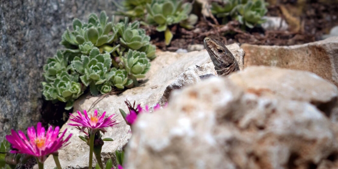 Das Foto zeigt eine Eidechse, die zwischen Steinen und Blumen hervorschaut