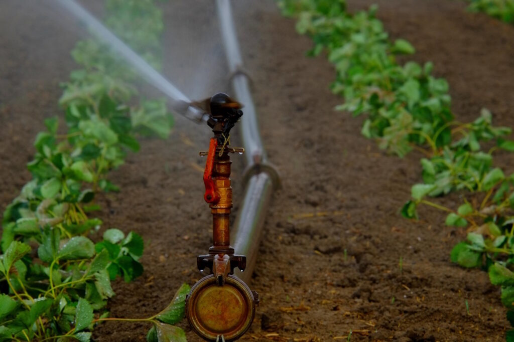 Das Foto zeigt, wie Erdbeerpflanzen mit einem Wassersprenkler gegossen werden