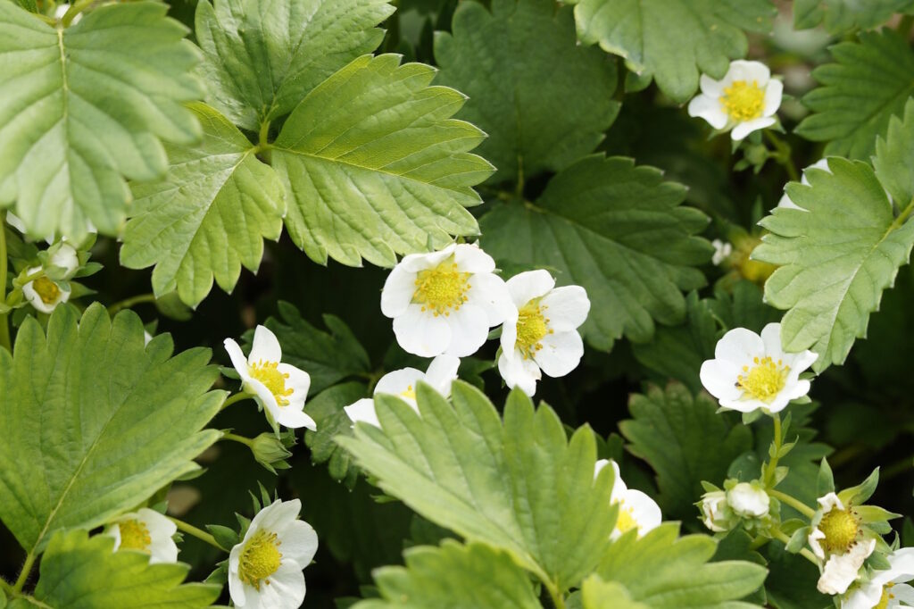 Das Foto zeigt Erdbeerpflanzen mit weißen Blüten