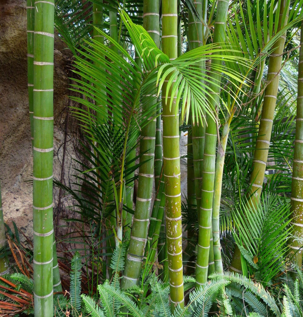 Das Foto zeigt den Essbaren Bambus