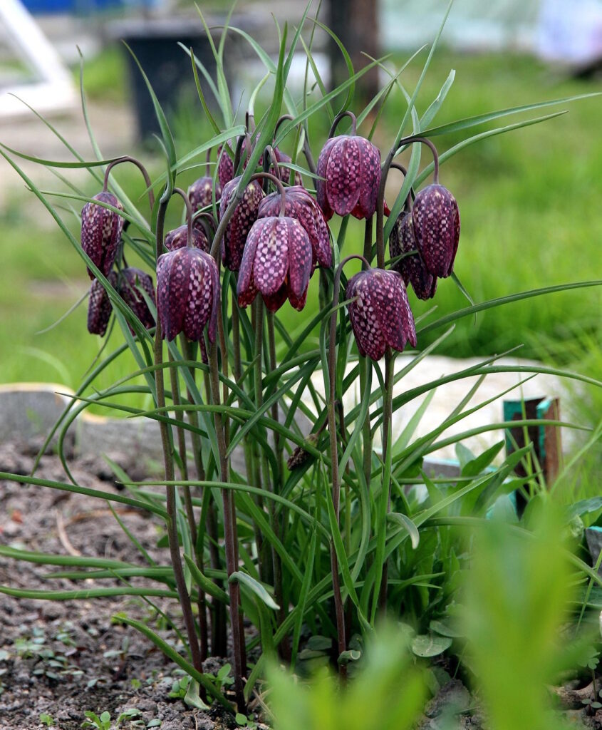 Das Foto zeigt lila-weiß gemusterte Fritillaria