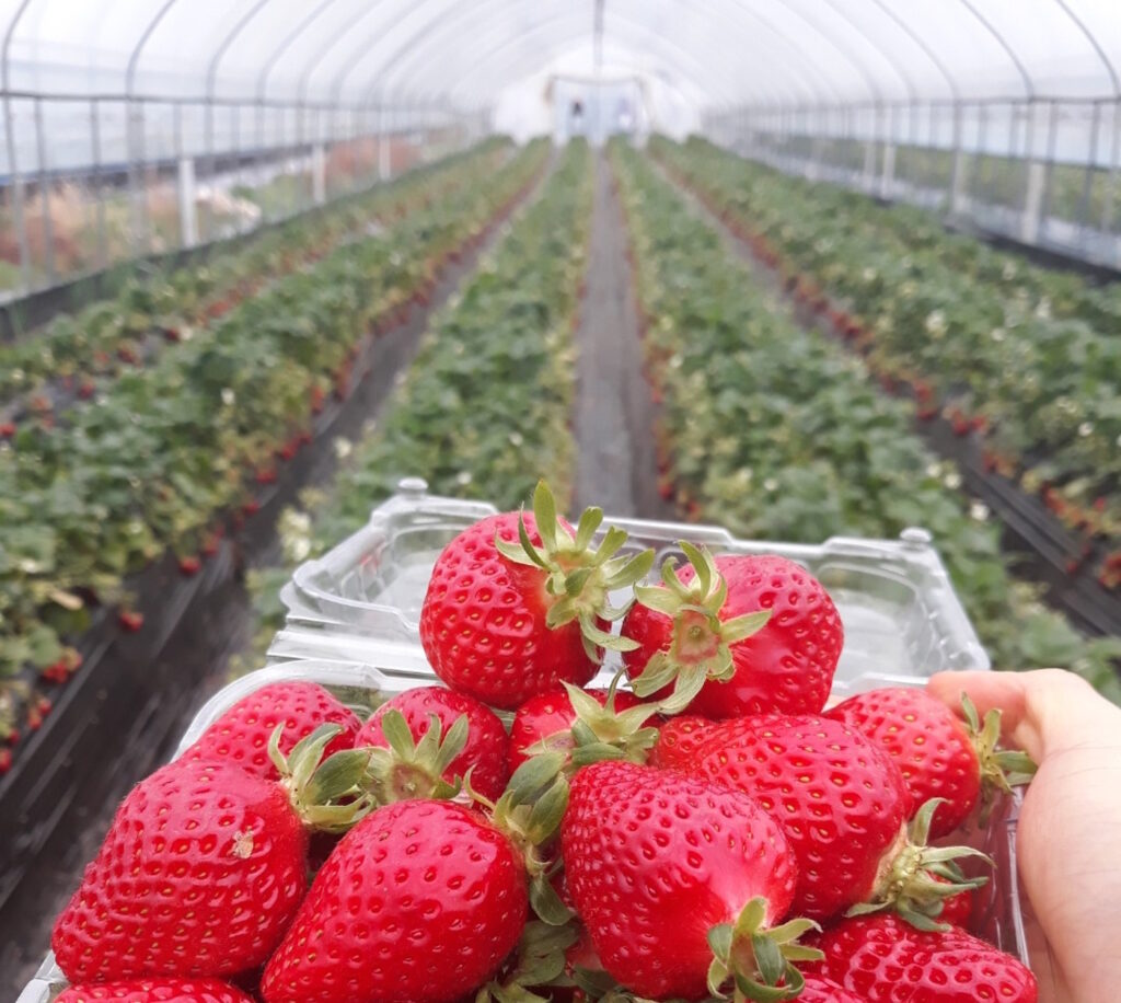 Das Foto zeigt Erdbeerpflanzen im Gewächshaus und einige Erdbeeren im Vordergrund des Bildes 