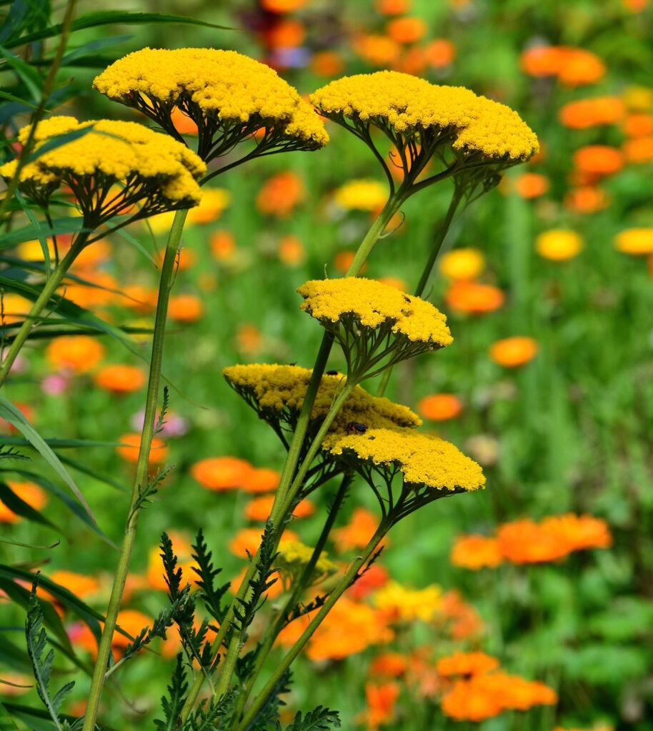 Das Foto zeigt Goldgarben im Garten