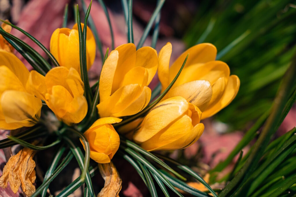 Das Foto zeigt den Goldkrokus