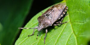 Das Foto zeigt eine Graue Gartenwanze auf einem grünen Blatt