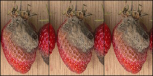 Das Foto zeigt Grauschimmel an einer Erdbeere