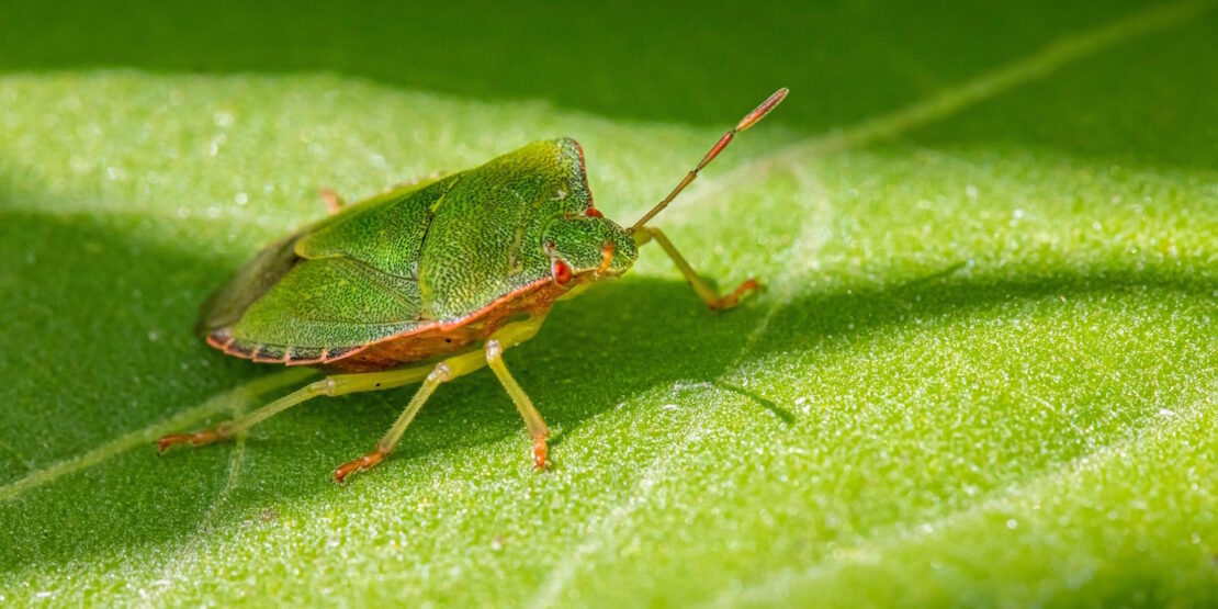 Das Foto zeigt eine Grüne Stinkwanze auf einem Blatt