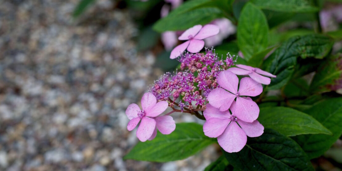 Das Foto zeigt eine lilafarbene Blume und Kies im Hintergrund