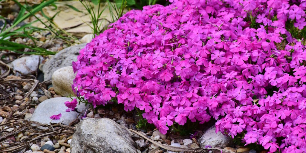 Das Foto zeigt lilafarbene Bodendeckerblumen
