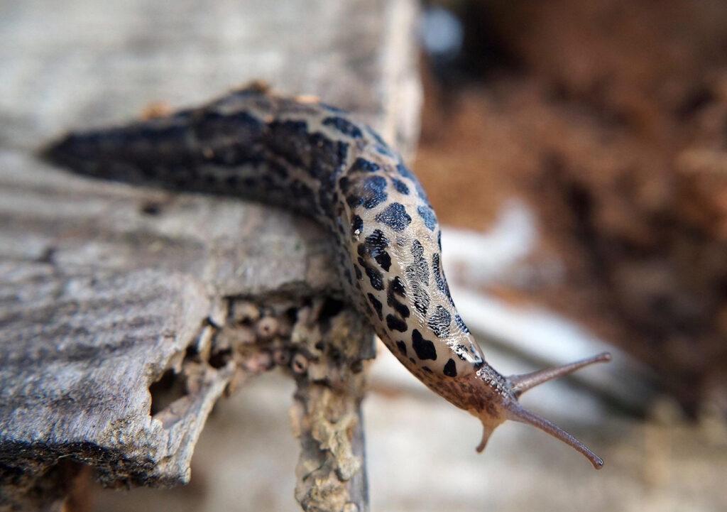Das Foto zeigt ein Tigerschnegel in Action auf einem Stück Holz