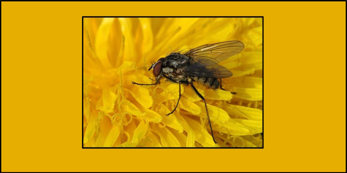 Das Foto zeigt eine kleine Kohlfliege