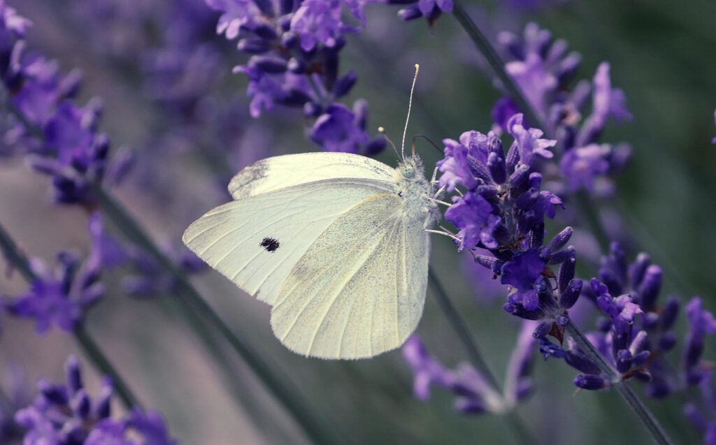 Das Foto zeigt den Kohlweißling auf einer lilafarbenen Lavendelblüte