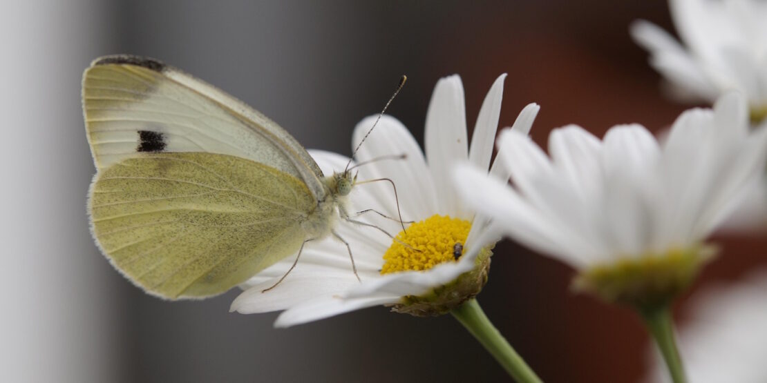 Das Foto zeigt den Kohlweißling auf einer weißen Blüte