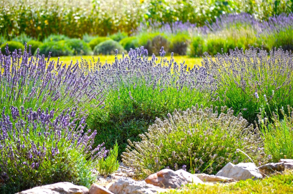 Das Foto zeigt Lavendelpflanzen in einem Garten