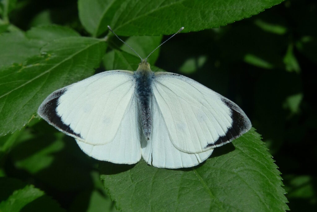 Das Foto zeigt ein Kohlweißling Männchen. Die Flügel sind außen schwarz.