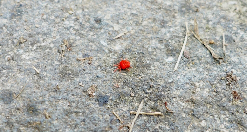 Das Foto zeigt eine Rote Samtmilbe auf einem Weg. So ist zu erkennen, wie klein sie ist