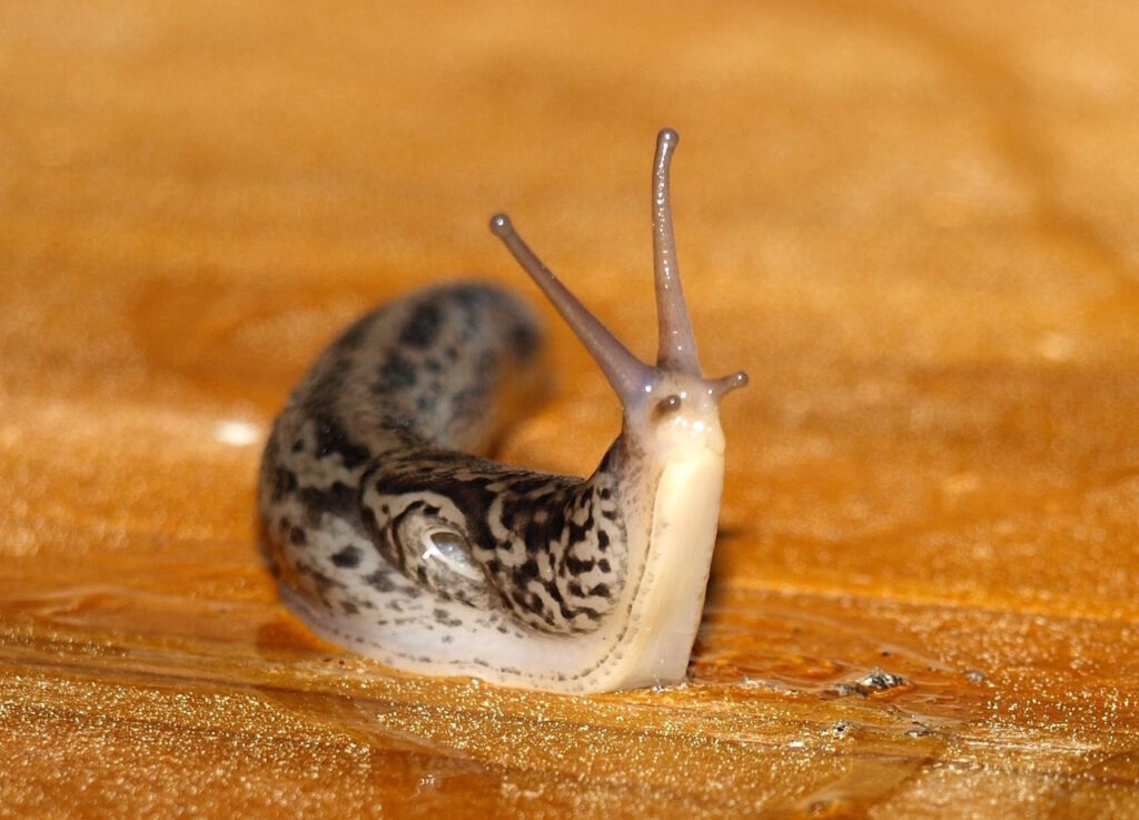 Das Foto zeigt ein Tigerschnegel das nach oben schaut