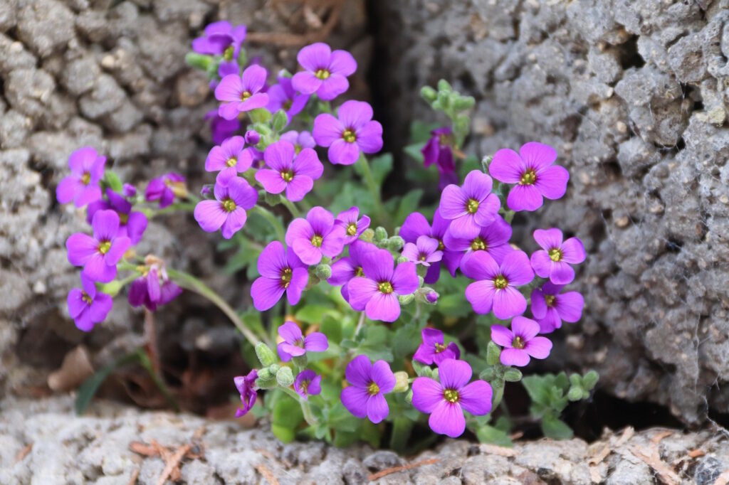 Das Foto zeigt eine lilafarbene Blume die in Kies wächst