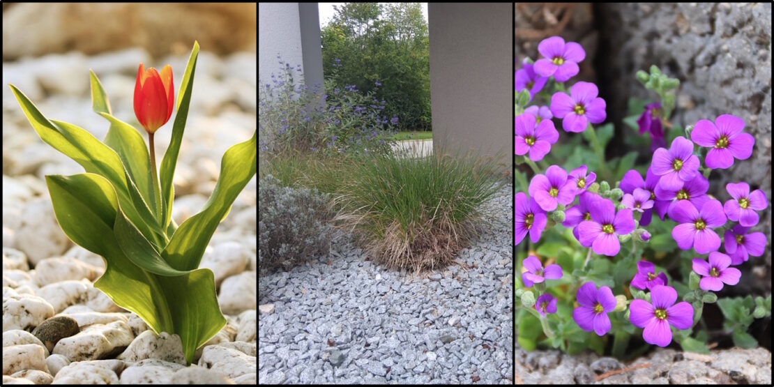 Das Foto zeigt eine Tulpe, Gräser und lilafarbene Blumen in Kies