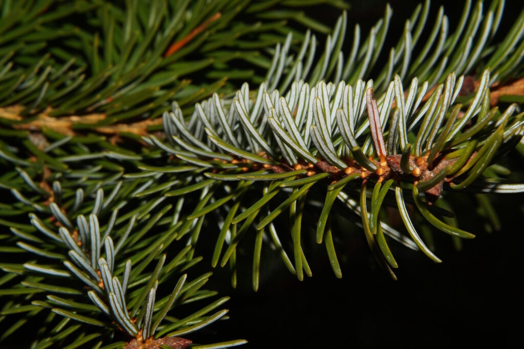 Das Foto zeigt einen Tannenzweig
