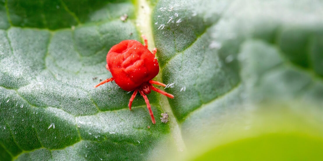 Das Foto zeigt eine Rote Samtmilbe auf einem grünen Blatt