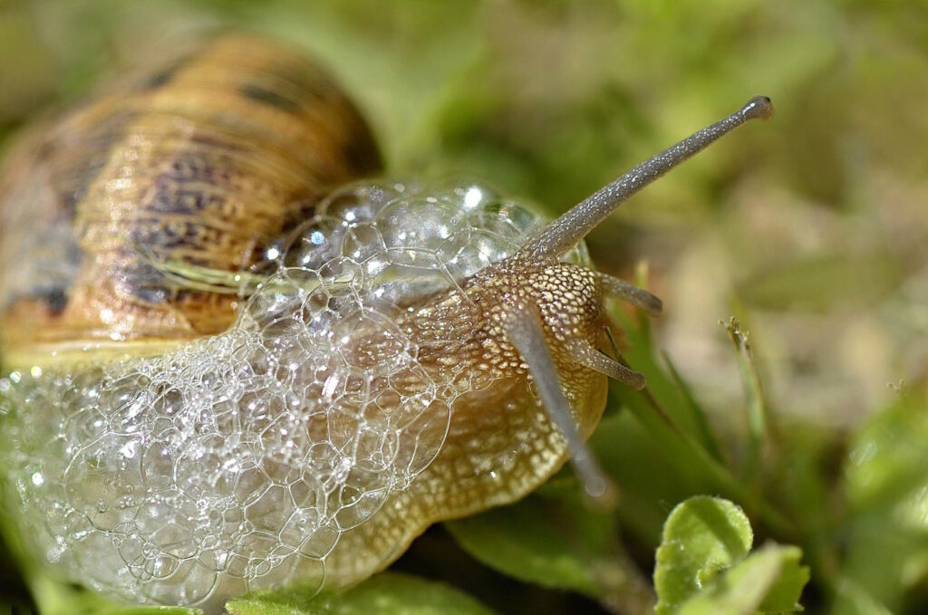 Das Foto zeigt eine Weinbergschnecke die Schaum produziert