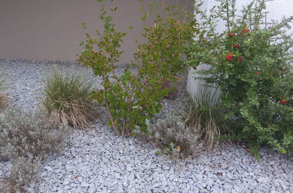 Das Foto zeigt verschiedene Pflanzen, die in Kies wachsen