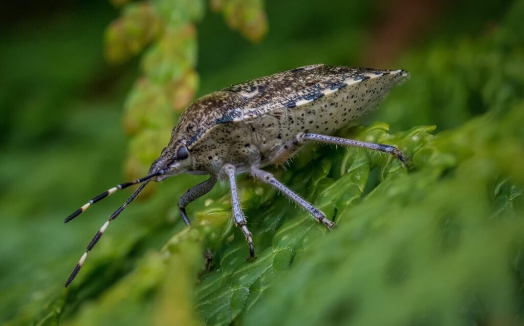 Das Foto zeigt die Graue Gartenwanze in Seitenansicht