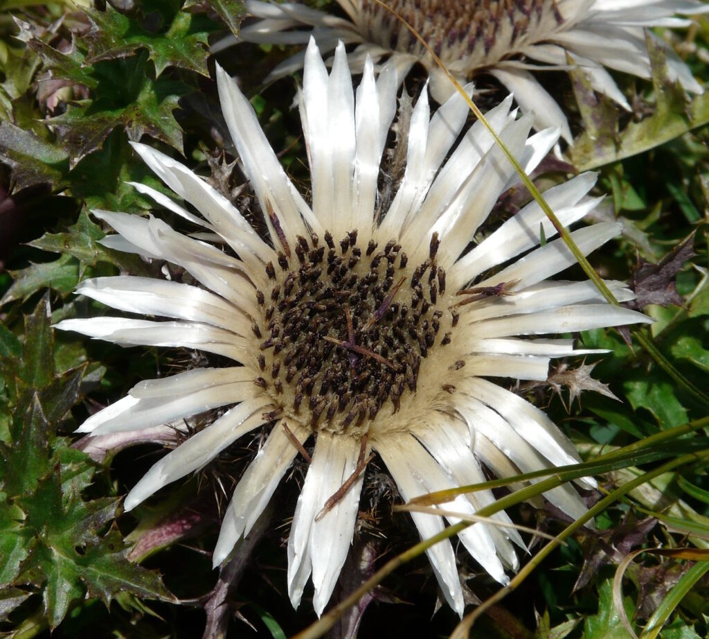 Das Foto zeigt eine Silberdistel